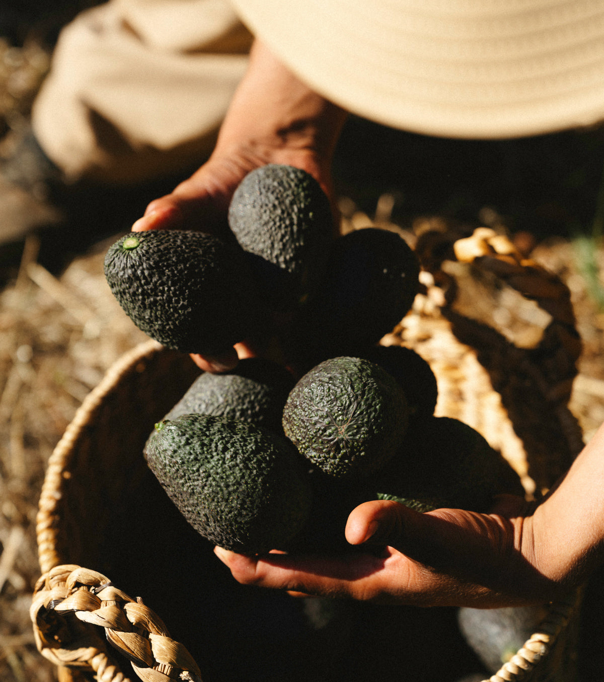 Avocado Oil