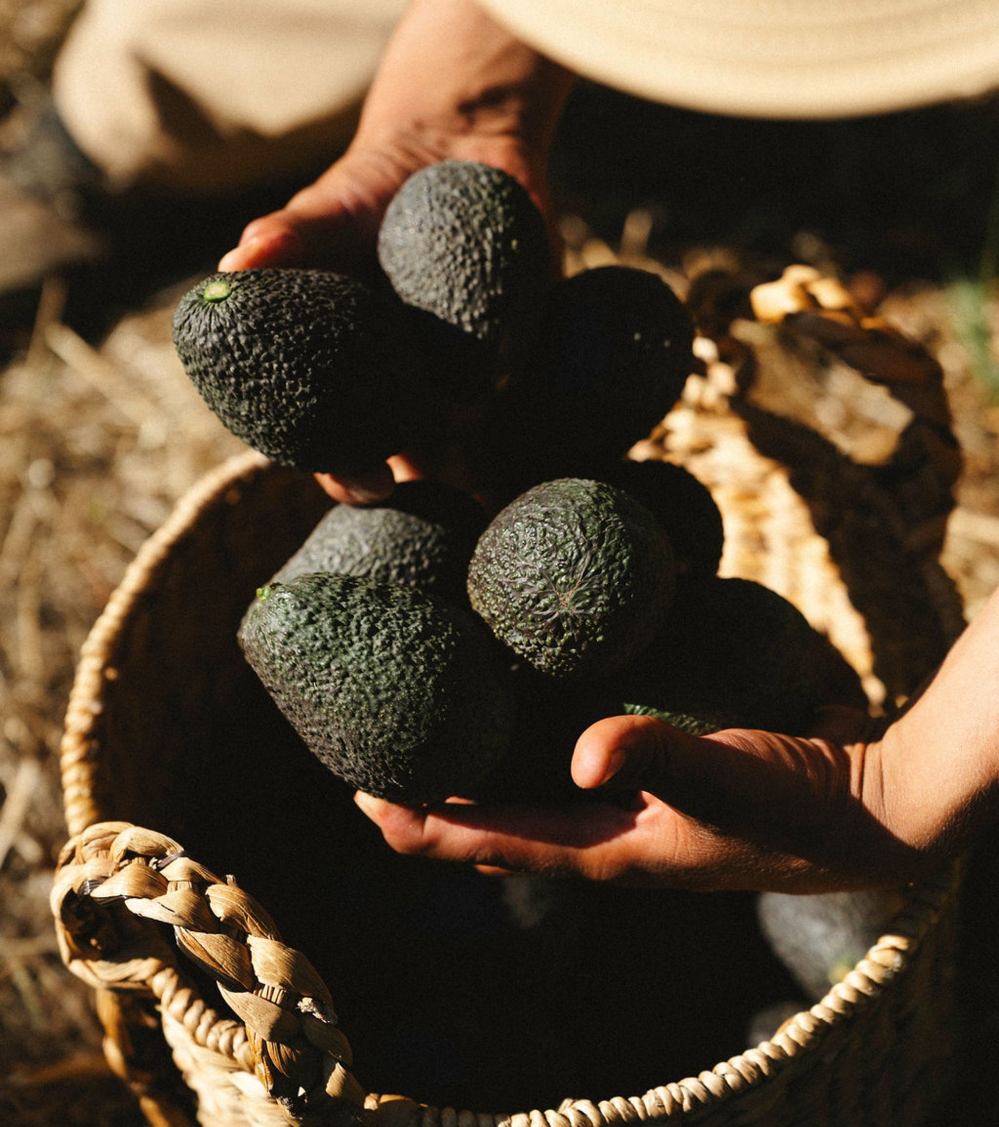 Person holding avocados with a woven basket in the background