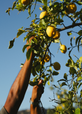 Organic Lemons